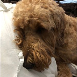 Meet your Posher, Trish